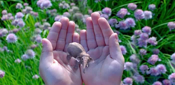 Magic Leap CEO, Phones and Screens will become obsolete once virtual and augmented reality are available