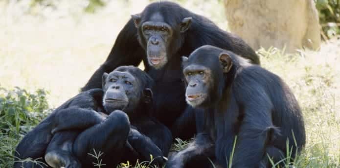 Chimpanzees just like humans know when they are right