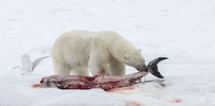 Global warming upon us : Polar bears are eating white-beaked dolphins in the Arctic for the first time