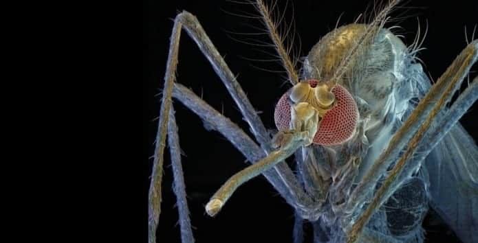 Mosquitoes can track humans by the work of three elements