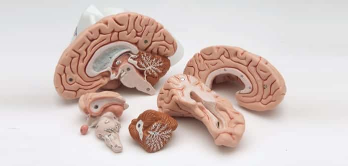 Scientists successfully grow human brain with maturity of 5-week foetus in lab