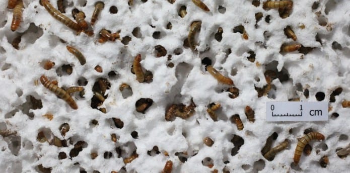 Scientists find Mealworms can safely eat the plastic in our garbage