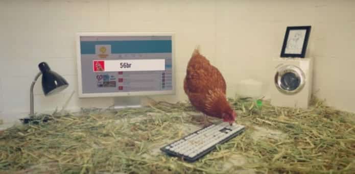Betty a live Chicken vies for a world record for tweeting