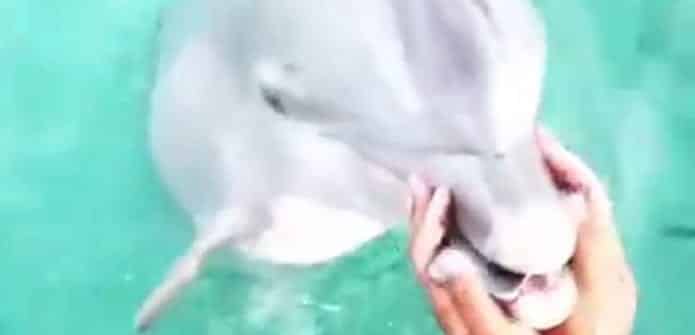 A helpful dolphin returns woman's smartphone dropped in the Atlantic Ocean
