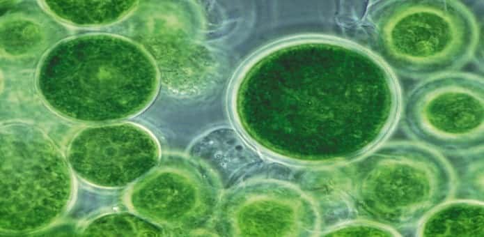 Scientists develop breakthrough technique in generating electricity from algae
