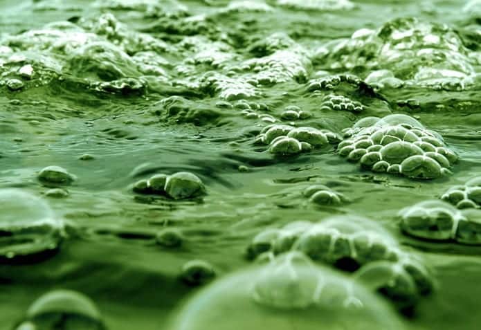 Algae genetically engineered to kill that one disease everyone is afraid of