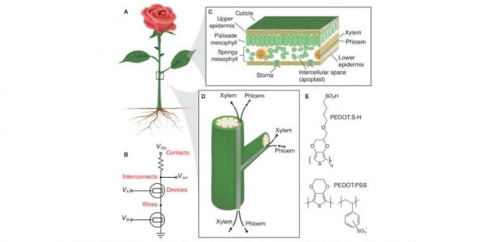 Researchers Create Electronic Circuit Inside A Living Rose