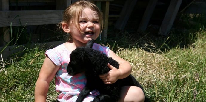 Thanks to Facebook, Two stolen lambs reunited with their mother