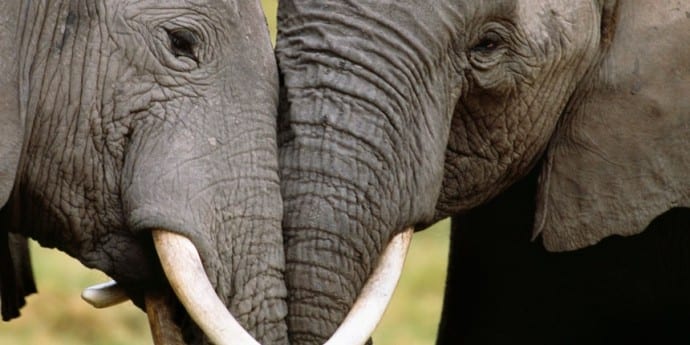 Yahoo Japan Sold 12 Tonnes of Elephant Ivory illegaly and made huge profits