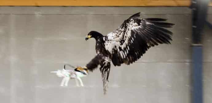 Dutch police are training Eagles to take down drones