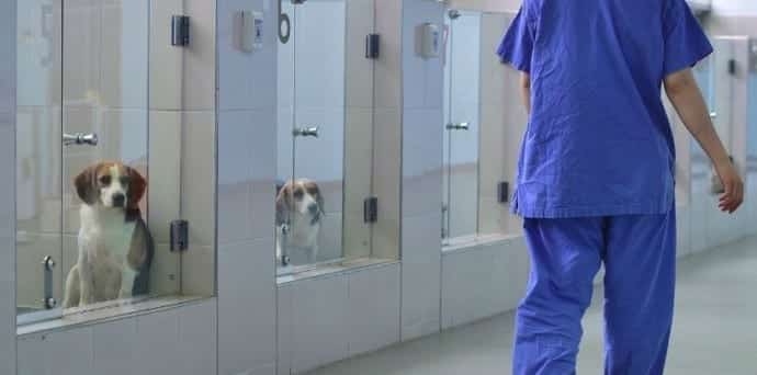 This South Korean cloning facility brings back your dead dog to life for $100,000