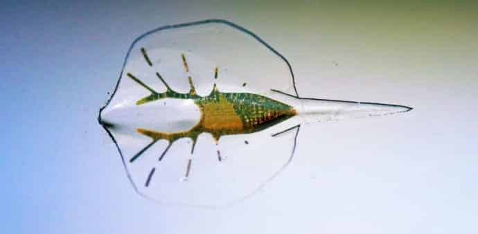 A Cyborg Stingray Made Of Rat Muscles And Gold May Lead To Better Artificial Heart