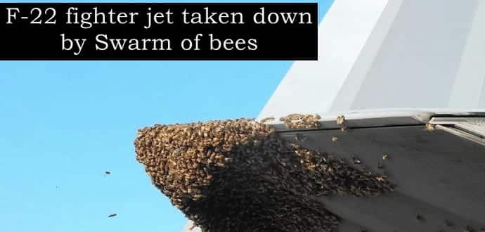 Honey, you are grounded!!! Swarm of bees block F-22 fighter jet flight