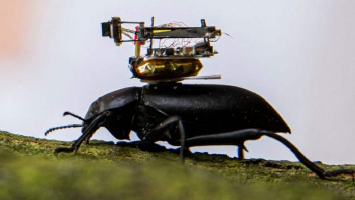 beetle camera
